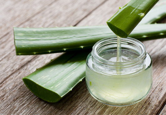 Aloe Vera: Herkunft, Wirksamkeit und sichere Anwendung der traditionellen Heilpflanze