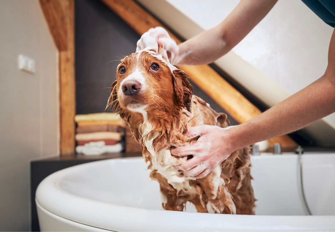 Wie oft sollte man einen Hund baden? – Zwischen Hygiene, Hautschutz und gesundem Maß