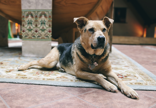 Pflege älterer Hunde: Wenn Haut dünner wird, Pfoten trocknen und der Fellglanz nachlässt